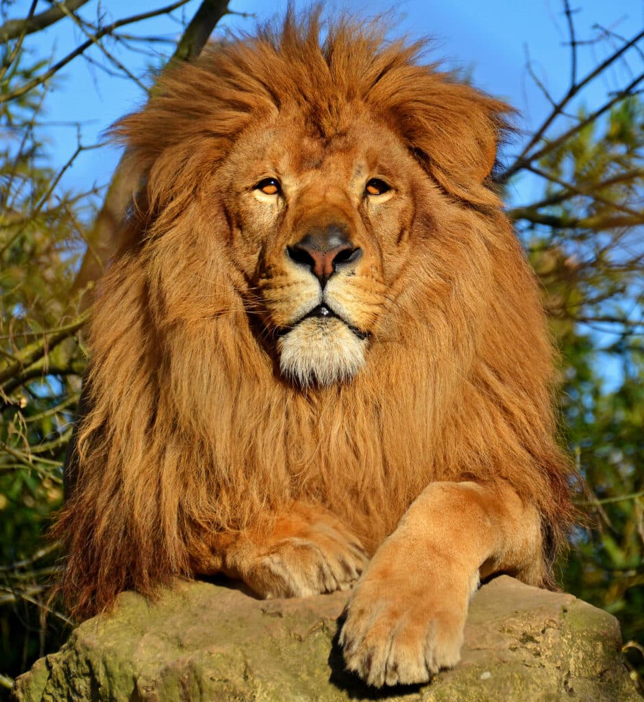 Leone d'Africa nella savana